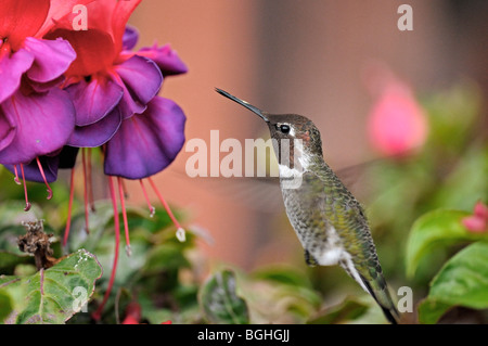 Anna's Hummingbird (Calypte anna) en vol dans le sud de la Californie, USA Banque D'Images