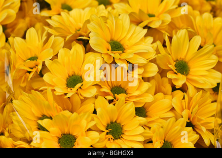 Autumnal close up avec marguerites jaunes Banque D'Images