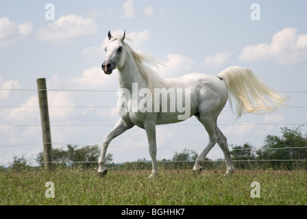 Stock photo de fier étalon arabe dans son pâturage d'été. Banque D'Images