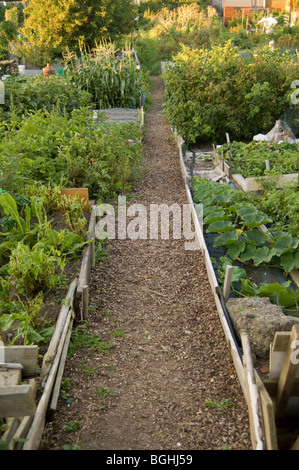 Chemin à travers les parcelles allotissement montrant chambres remplies de divers légumes Banque D'Images