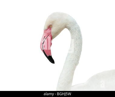 Tête et cou flamingo isolated on white Banque D'Images