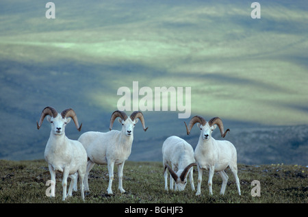 Bande de moutons de Dall pâturage sur la toundra alpine au Mont Wright en Denali National Park, États-Unis Banque D'Images