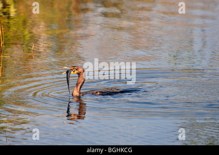 Le cormoran, le parc national des Everglades, Florida, USA Banque D'Images