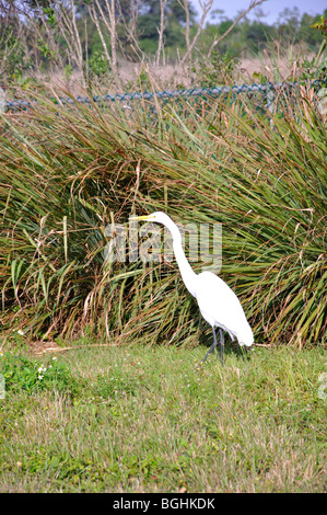 Aigrette neigeuse (Egretta thula), parc national des Everglades, Florida, USA Banque D'Images