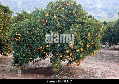 Arbre orange 'Valencia' ses fruits . Banque D'Images