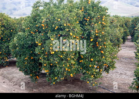 'Orange Valencia' arbre portant des fruits . Banque D'Images