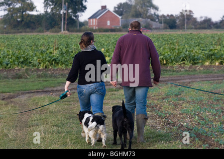 Couple en train de marcher au moins quatre chiens dans le champ d'un agriculteur Banque D'Images