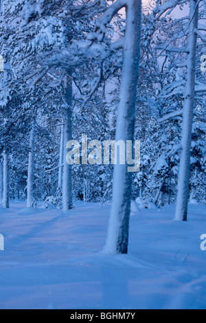 La forêt couverte de neige dans le Parc National Urho Kekkonen Banque D'Images