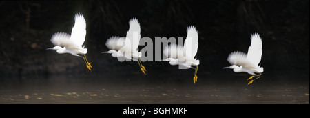 Une grande aigrette vole à basse altitude au-dessus d'un étang de la forêt à la recherche de petits poissons Banque D'Images