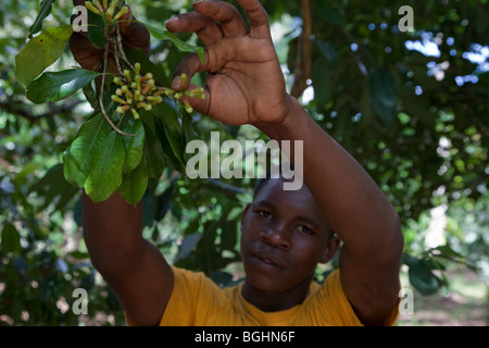Zanzibar, Tanzanie. Girofle Préparation sur une plantation de girofle. Banque D'Images