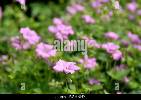 Geranium x oxonianum 'CLARIDGE - Hardy Géranium Druce' Banque D'Images