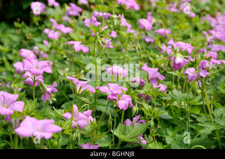 Geranium x oxonianum 'CLARIDGE - Hardy Géranium Druce' Banque D'Images