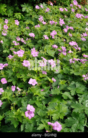 Geranium x oxonianum 'CLARIDGE - Hardy Géranium Druce' Banque D'Images