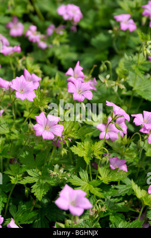 Geranium x oxonianum 'CLARIDGE - Hardy Géranium Druce' Banque D'Images