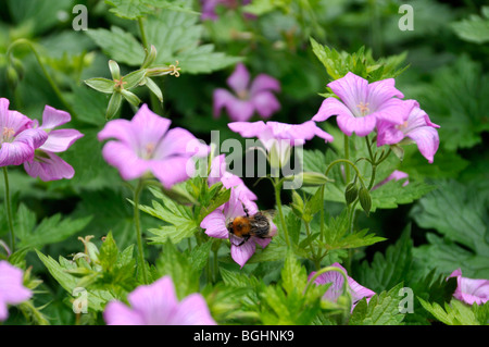 Geranium x oxonianum 'CLARIDGE - Hardy Géranium Druce' avec abeille dans un jardin anglais Banque D'Images