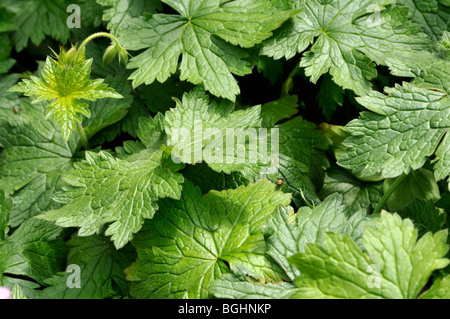 Geranium x oxonianum 'CLARIDGE - Hardy Géranium Druce' Banque D'Images