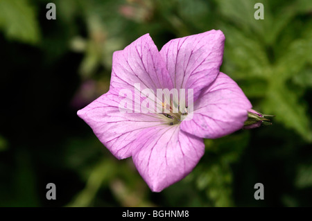 Geranium x oxonianum 'CLARIDGE - Hardy Géranium Druce' Banque D'Images