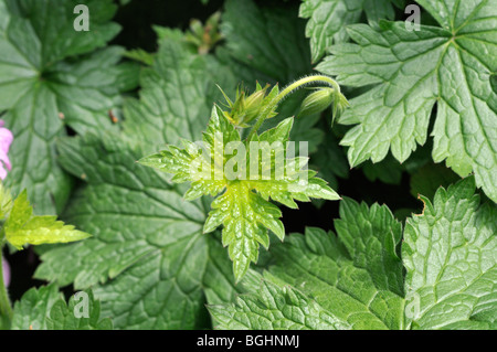 Geranium x oxonianum 'CLARIDGE - Hardy Géranium Druce' Banque D'Images