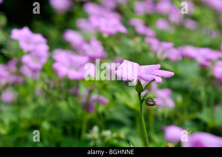 Geranium x oxonianum - Claridge Druce géranium vivace 'banlieue' dans un jardin anglais Banque D'Images