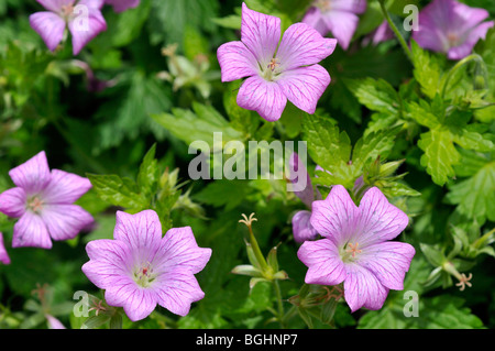 Geranium x oxonianum 'CLARIDGE - Hardy Géranium Druce' Banque D'Images