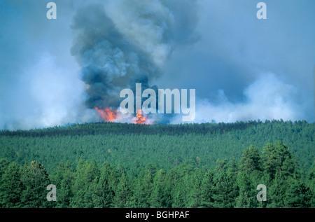 Forest Fire Burns, dans forêt de pins ponderosa et conifères mixtes dans Coconino National Forest, près de Flagstaff, Arizona, USA Banque D'Images