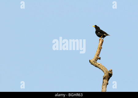 Jungle Myna Banque D'Images