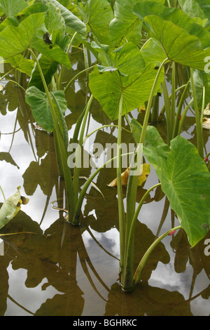 Taro Colocasia esculenta Banque D'Images