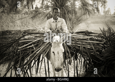 Un jeune homme revenant des champs avec des cultures de canne à sucre sur son âne, près de la ville d'Esna, vallée du Nil, l'Egypte Banque D'Images