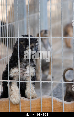 Chiot dans l'abri de sauvetage Banque D'Images