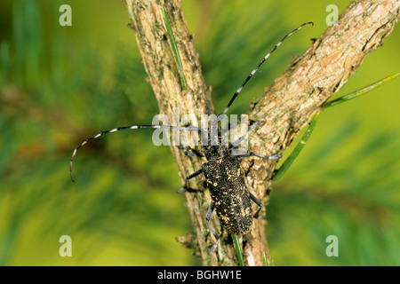 Petit-Blanc punaise diabolique longicorne asiatique (Monochamus sutor), femme d'un pin. Banque D'Images