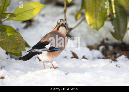 Eurasian Jay Garrulus glandarius perché dans le sol couvert de neige, Cleeve à Somerset, en janvier. Banque D'Images