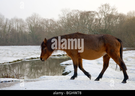 Poneys dans la neige dans le New Forest Banque D'Images