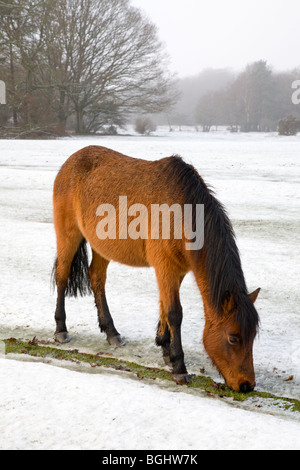 Poneys dans la neige dans le New Forest Banque D'Images