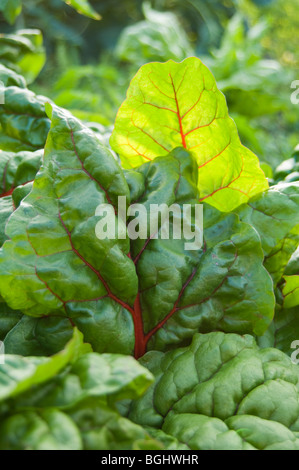 Close up de chard (Beta vulgaris var. cicla) laisse de plus en plus sur un allotissement plot Banque D'Images