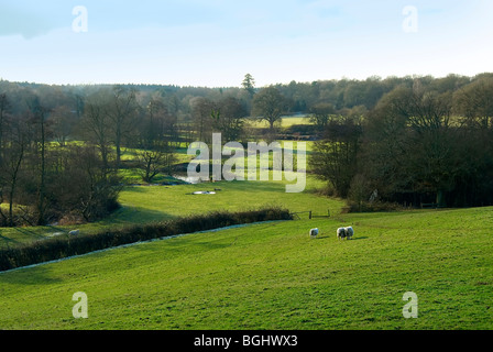 Scenic English terre agricole avec des moutons paissant et la rivière Wey serpentant à travers Wishanger avec forêts anciennes et arbres Banque D'Images