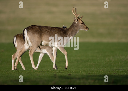 Daims Cervus dama Banque D'Images