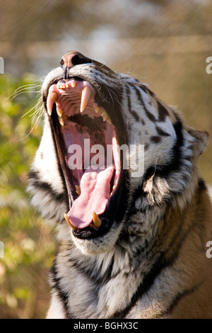 Siberian Tiger bâillement Banque D'Images