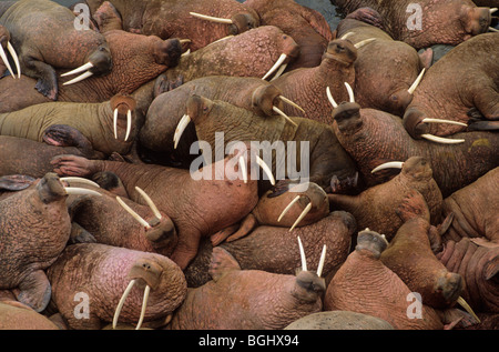 Les morses mâles au soleil sur l'Île Ronde, îles de morse State Game Sanctuary, Alaska, USA Banque D'Images