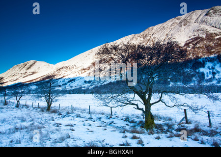 L'Écosse, les Highlands écossais, Glen Nevis. Arbres à l'ombre de Carn Dearg, Ben Nevis. Banque D'Images