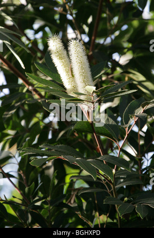 Couteau à Beurre Bush, Butterspoon, l'Aulne rouge, Cunonia capensis, Cunoniaceae, Afrique du Sud. Banque D'Images