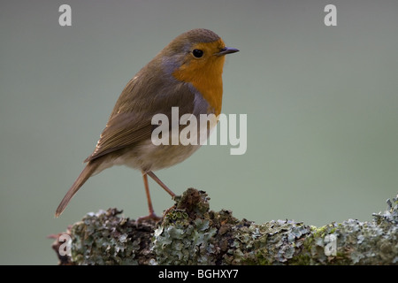 European robin perché sur log Banque D'Images