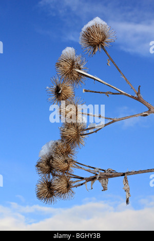 Close up de têtes de graine et de la neige. Surrey, Angleterre, Royaume-Uni. Banque D'Images