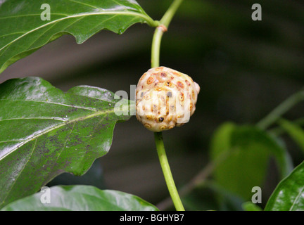 Tahitian Noni ou Indian Mulberry, Morinda citrifolia, Rubiaceae, Malesian du Nord et des Caraïbes, de l'Australie. Banque D'Images