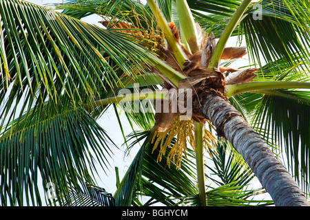 Hawaiian Palm arbres abattus par le bas sur une journée ensoleillée Banque D'Images