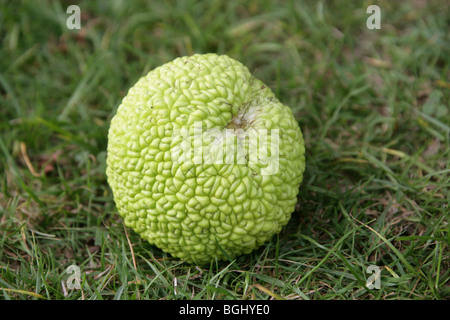 Osage Orange, Osage-orange, pomme, Bois d'Arc, ou, Bodark Moraceae Maclura pomifera, Centre-Sud, USA, Amérique du Nord. Banque D'Images