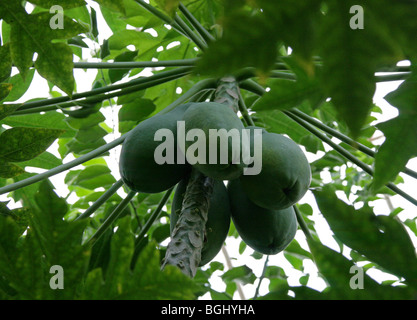 La papaye, la papaye ou arbre de Melon, papaye Carica, Caricaceae Banque D'Images