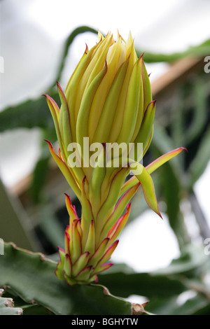 Night-Blooming Cereus ou reine de la nuit, Selenicereus Grandiflorus, Cactaceae, des Caraïbes et du Mexique. Banque D'Images