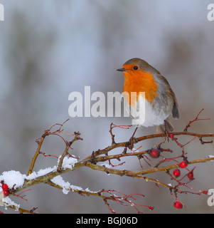 Erithacus rubecula aux abords de la neige sur la carte de la direction générale Banque D'Images