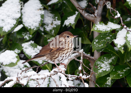 Grive musicienne Turdus philomelos dans la neige y'bush Banque D'Images