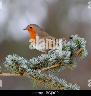 Erithacus rubecula aux abords de la neige sur la carte de la direction générale Banque D'Images